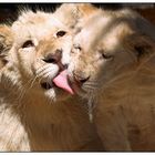 white lion cubs I