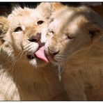 white lion cubs I