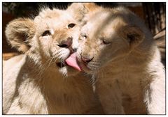 white lion cubs I