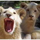 white lion cubs II