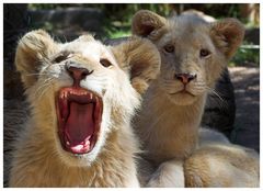 white lion cubs II
