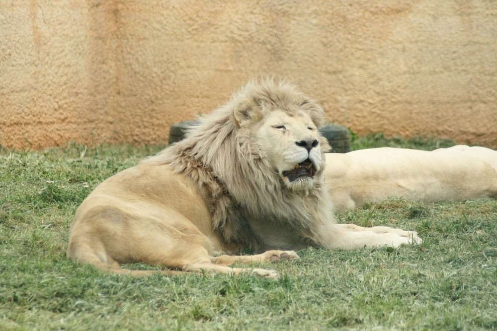 white lion