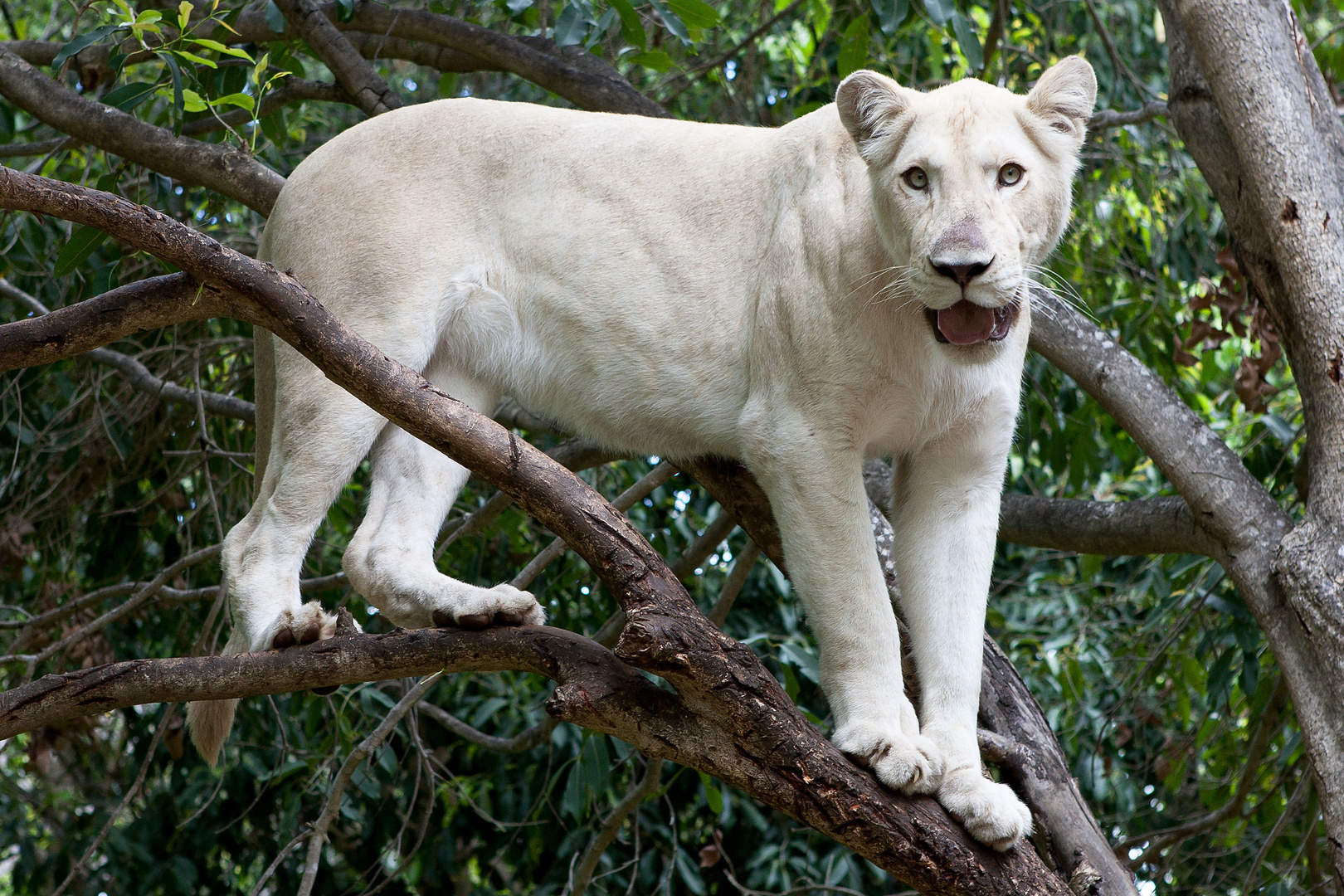 White Lion in Mauritius