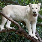 White Lion in Mauritius