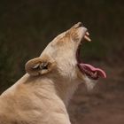 White Lion Lady