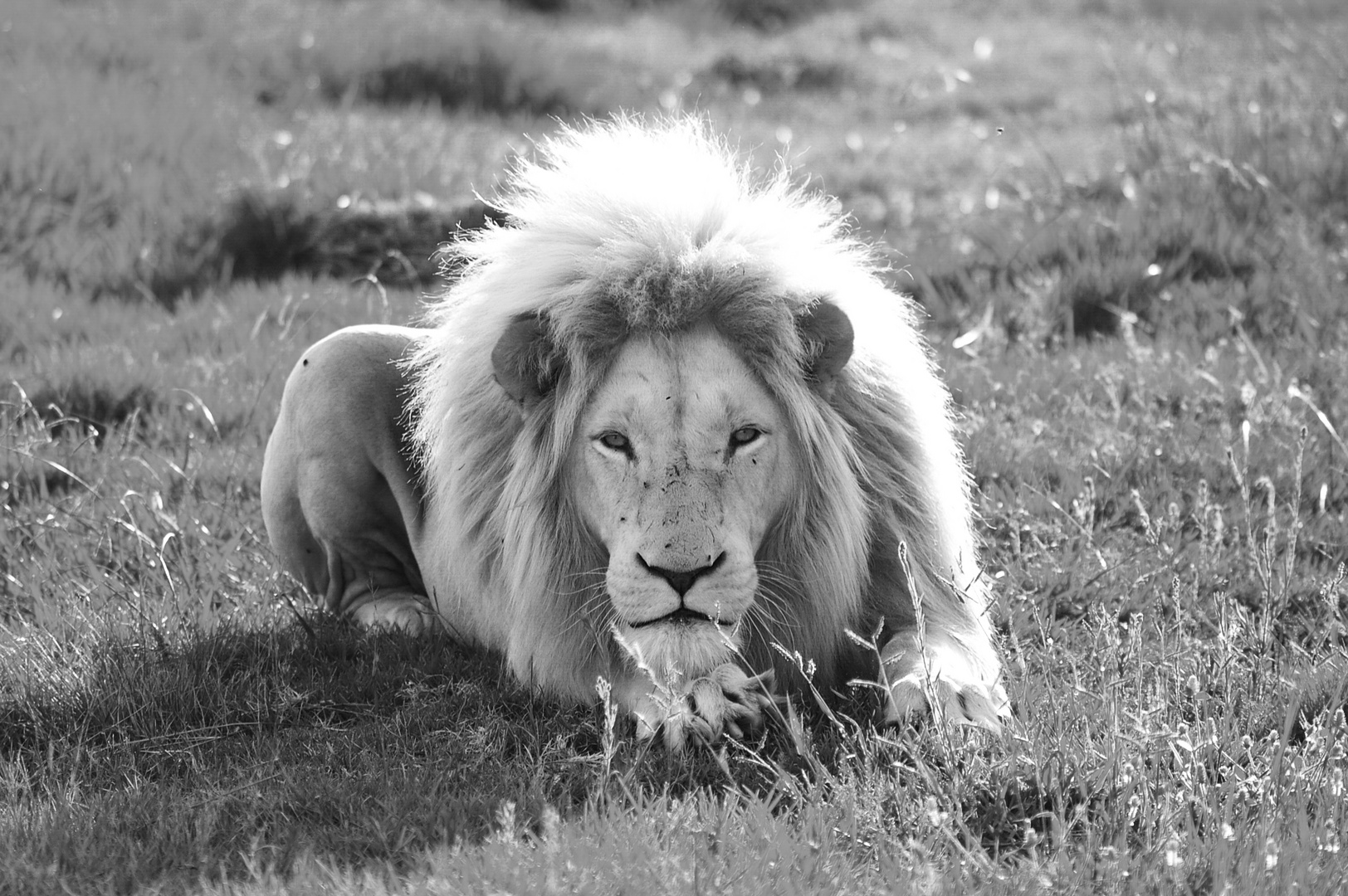 White Lion Male 