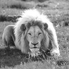 White Lion Male 