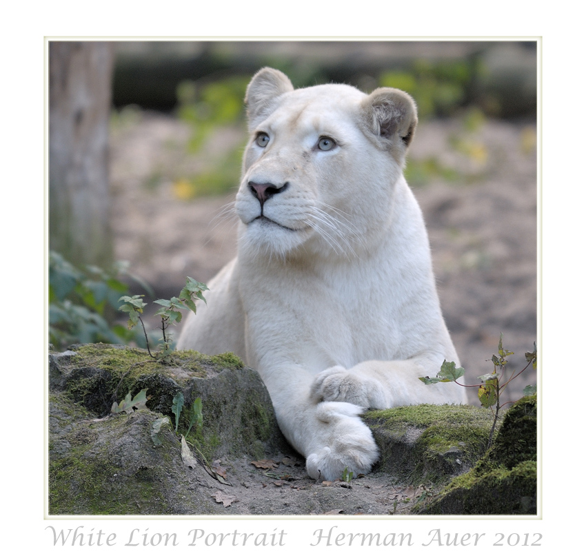 White Lion Portrait