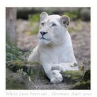 White Lion Portrait