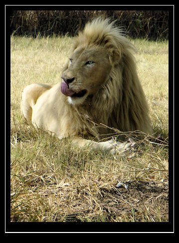 White Lion with Blue Eyes