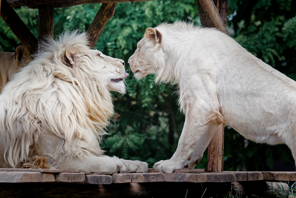 White Lions