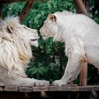 White Lions