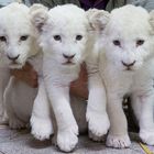 White Lions