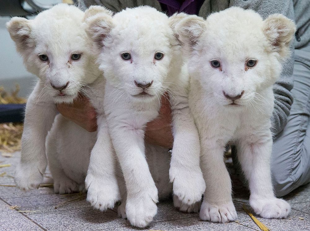 White Lions