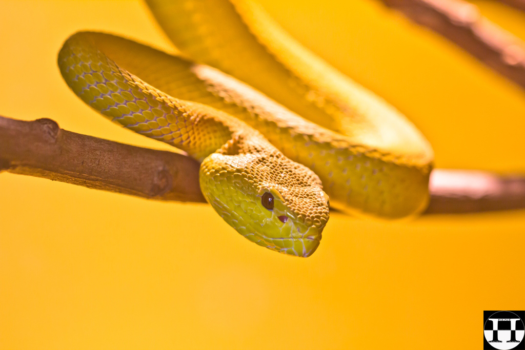 White-Lipped Island Pit Viper - Trimeresurus Albolabris