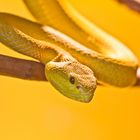 White-Lipped Island Pit Viper - Trimeresurus Albolabris