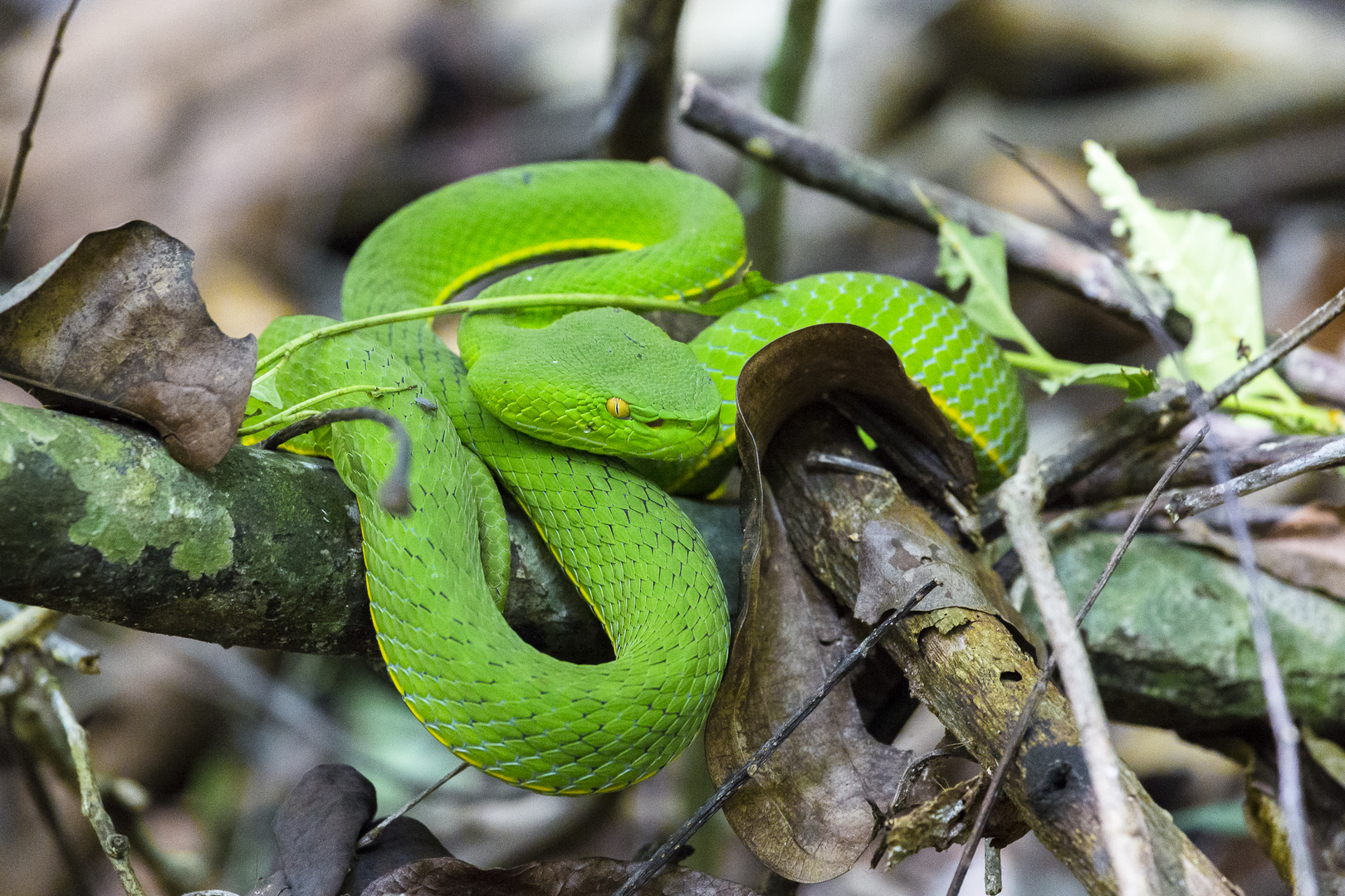 White-lipped Pit Viper