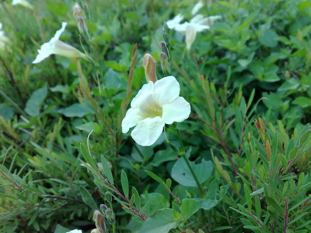 White Little Flowers