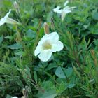 White Little Flowers