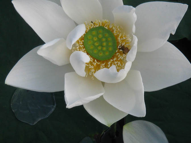 White Lotus