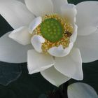 White Lotus