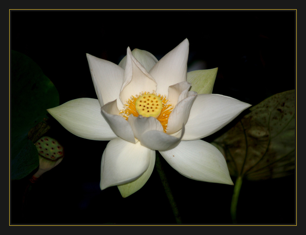 White Lotus