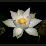 White Lotus