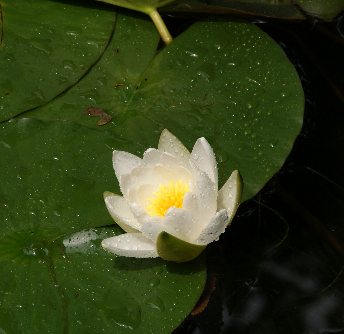 white lotus