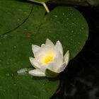 white lotus