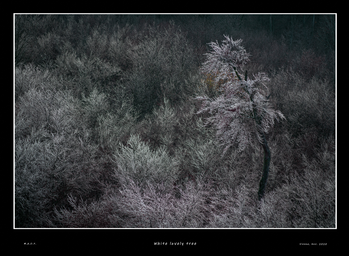 White lovely tree