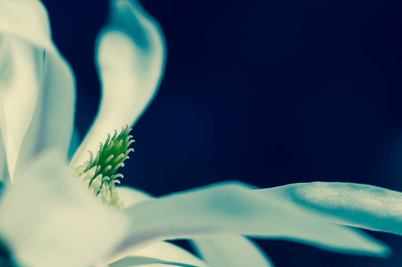 white magnolia