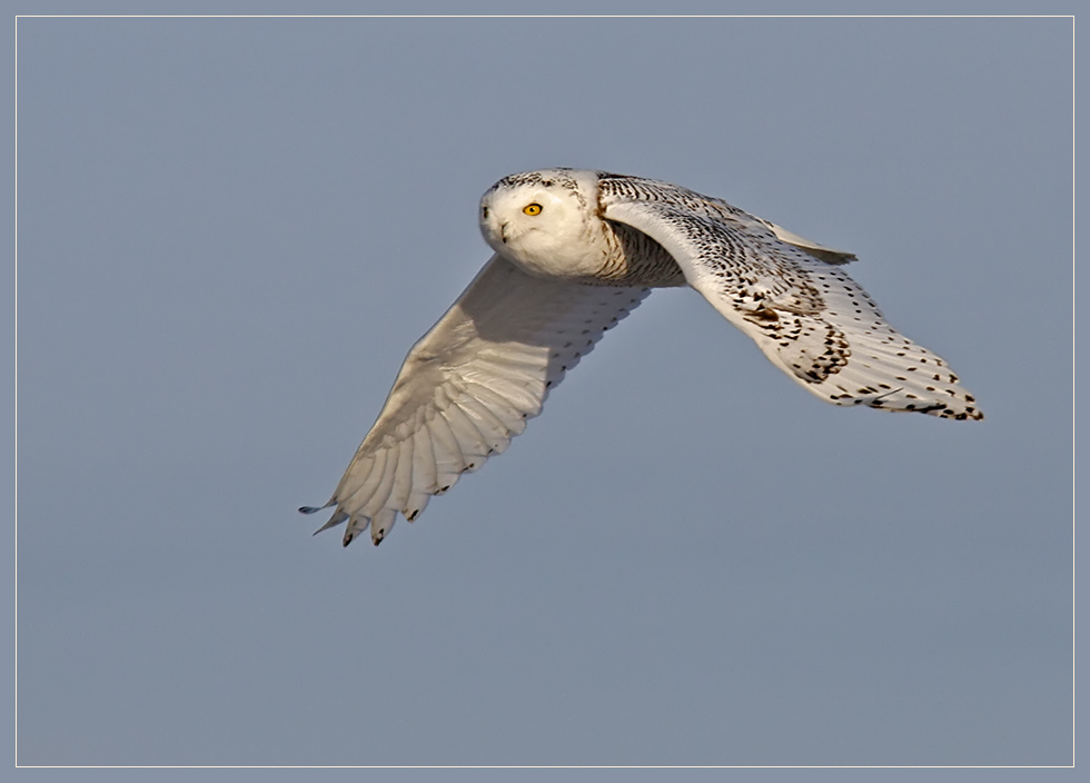 White master of the sky !