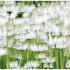 - white meadow -