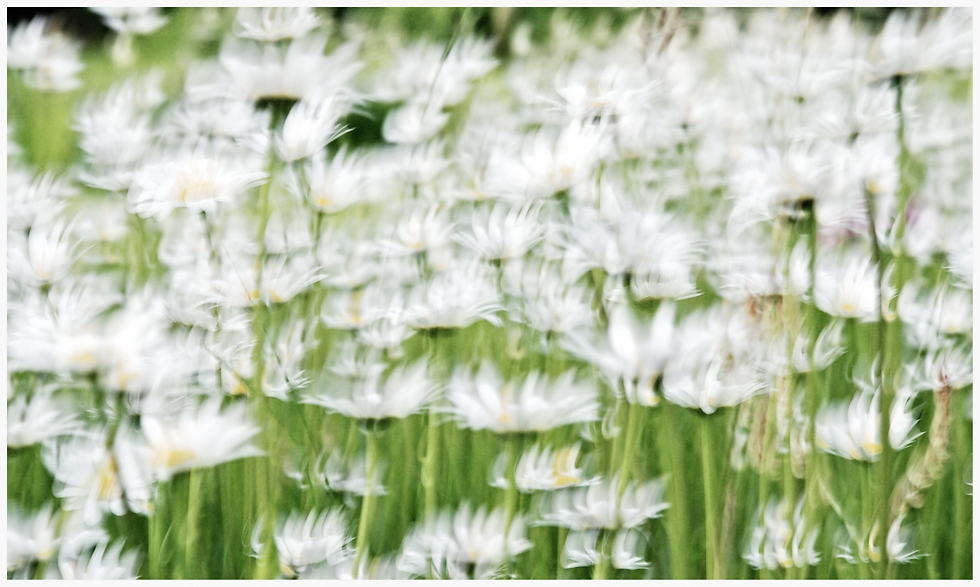 - white meadow -