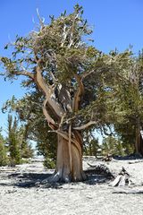 White Montain  Range ,Bristlcone  Pine                DSC_4734