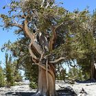 White Montain  Range ,Bristlcone  Pine                DSC_4734