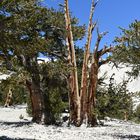 White Montain  Range, Bristlcone  Pine Forest                    DSC_4719