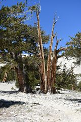 White Montain  Range, Bristlcone  Pine Forest                    DSC_4719