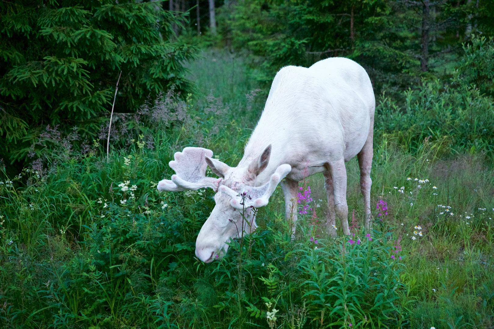 White Moose 2