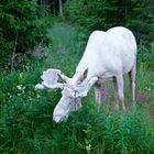 White Moose 2