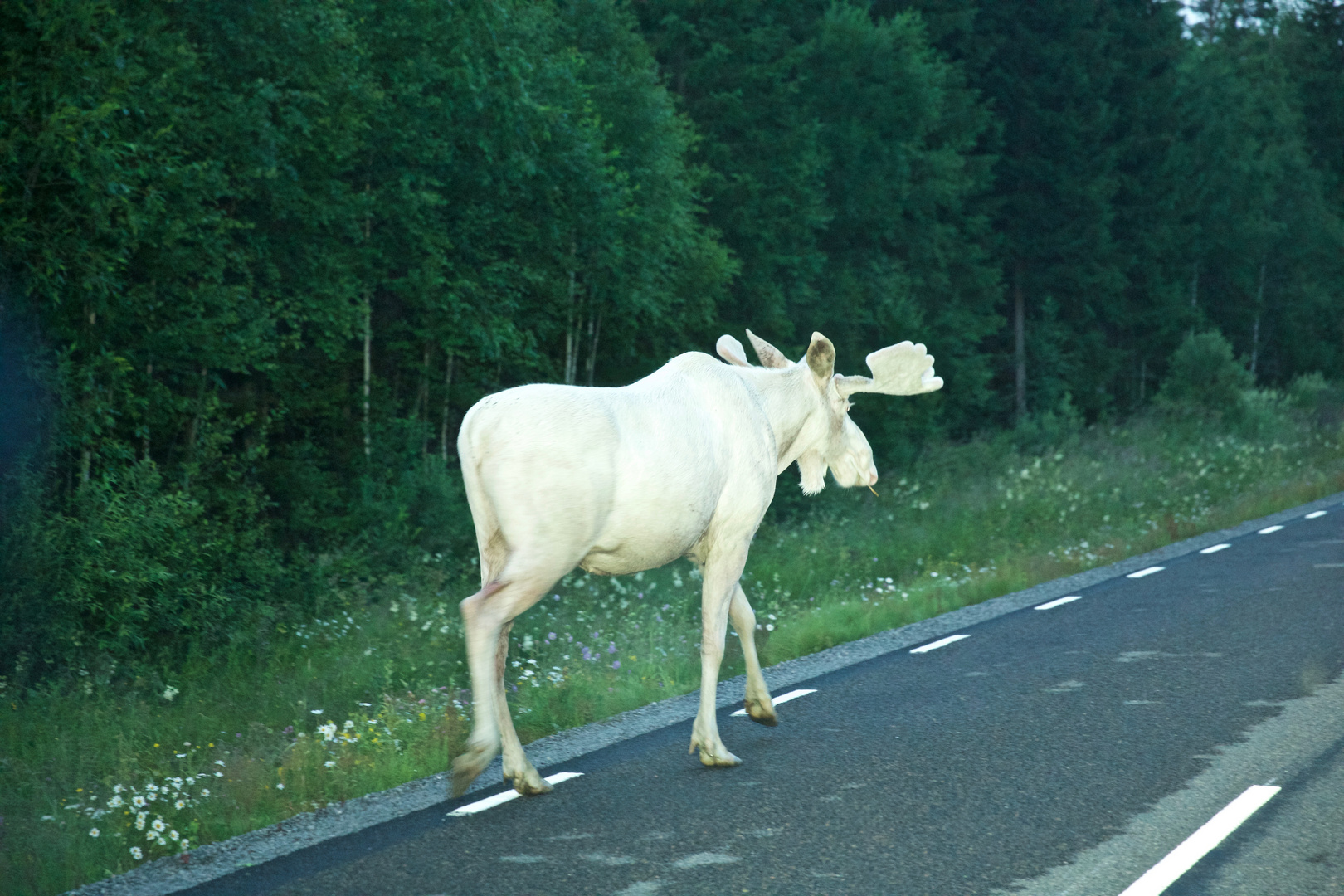 White Moose