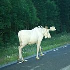 White Moose