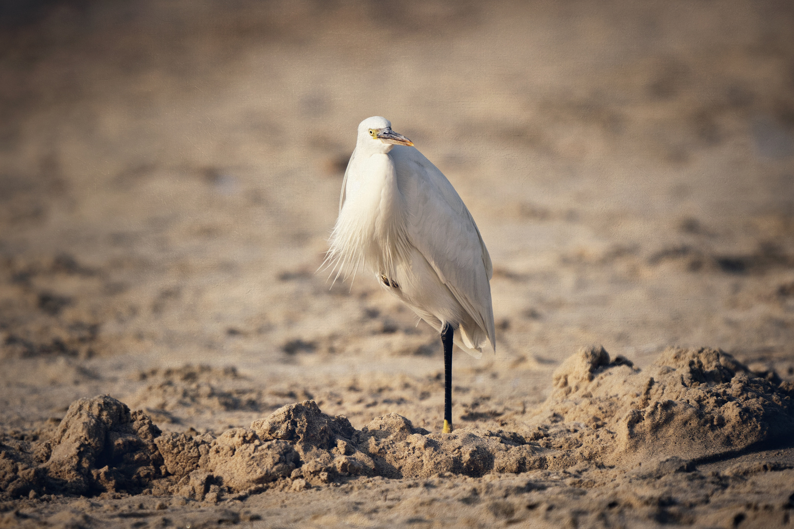 White morph