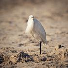 White morph