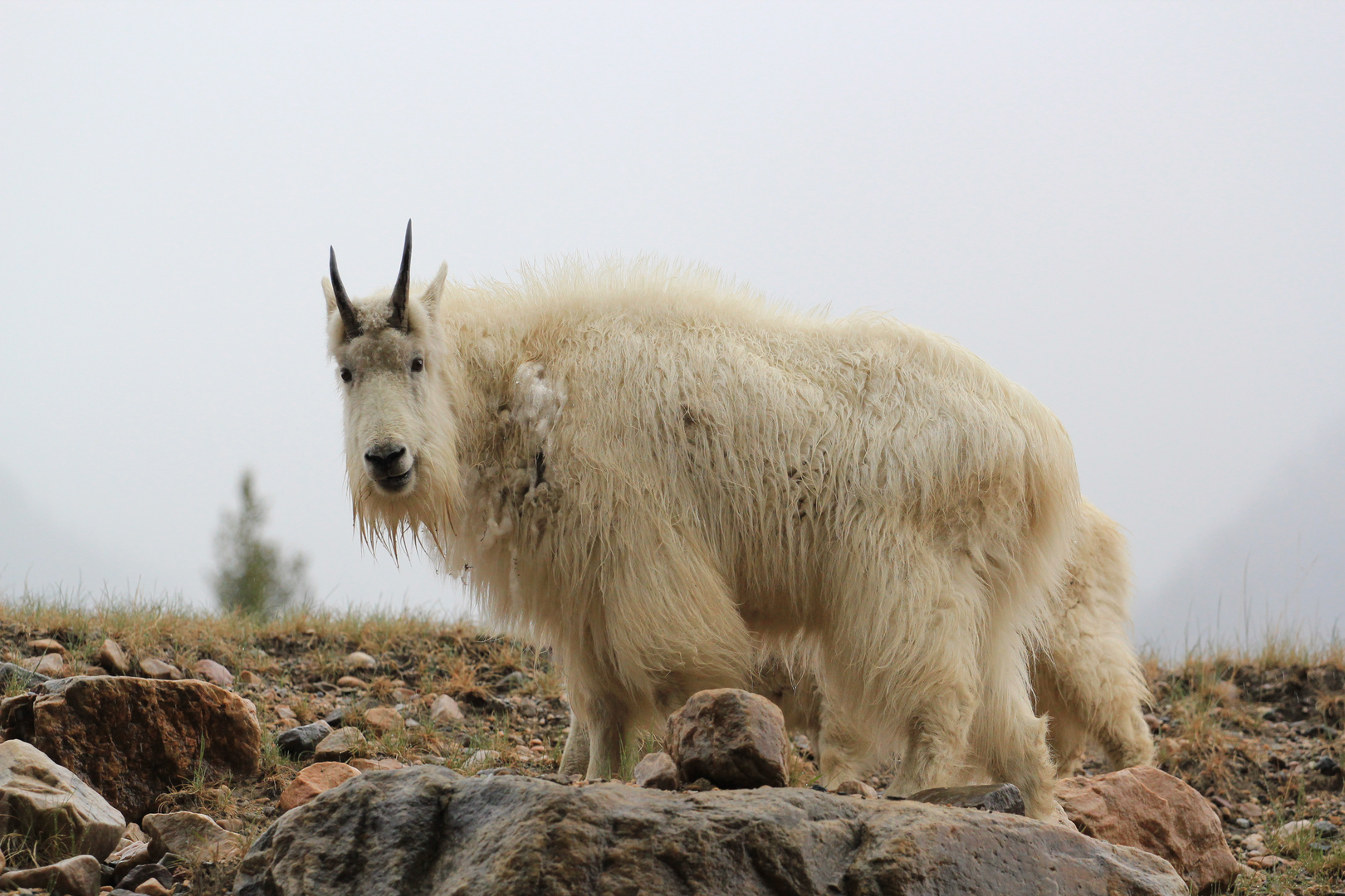 White Mountain Goat (Jasper)