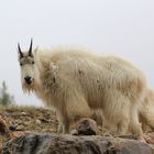 White Mountain Goat (Jasper)