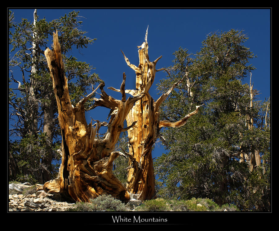 White Mountains