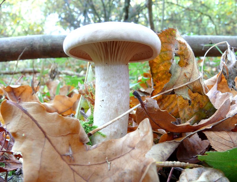 White Mushroom