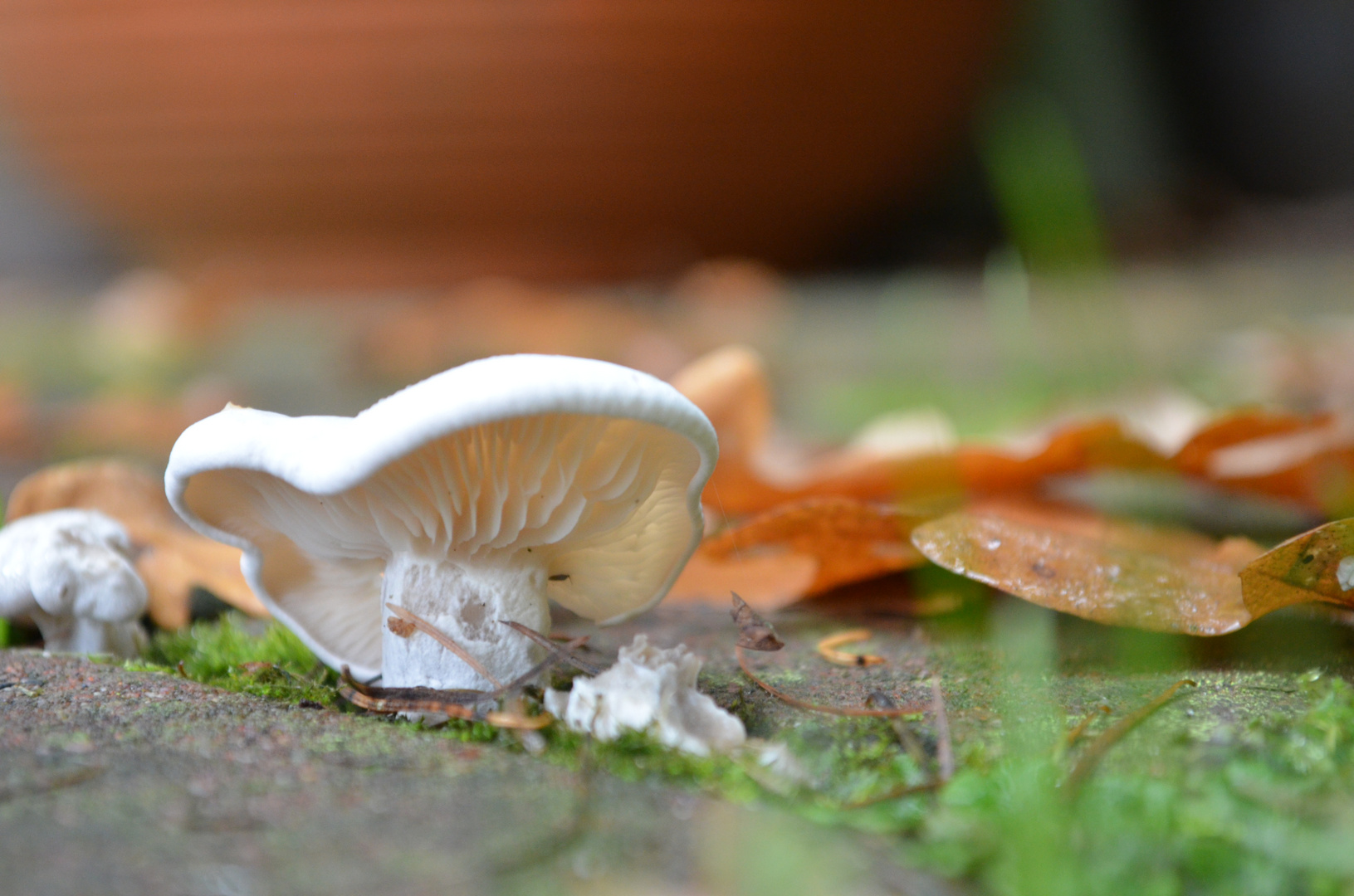 White mushroom 2