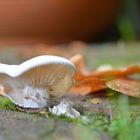 White mushroom 2